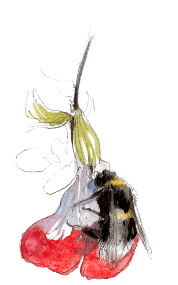 Débrouille chez les bourdons