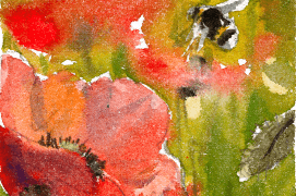 Le bourdon aime butiner, par exemple: le coquelicot / © Benoît Perrotin