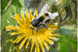 Le bourdon aime butiner, par exemple: le pissenlit / © Benoît Perrotin