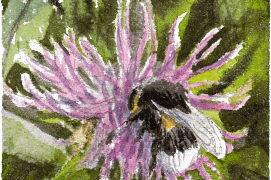 Le bourdon aime butiner, par exemple: les centaurées / © Benoît Perrotin