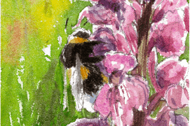 Le bourdon aime butiner, par exemple: des orchidées du genre Orchis / © Benoît Perrotin