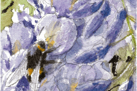 Le bourdon aime butiner, par exemple: le lupin / © Benoît Perrotin