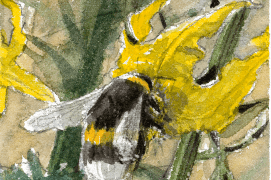 Le bourdon aime butiner, par exemple:  / © Benoît Perrotin