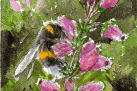 Le bourdon aime butiner, par exemple: la bruyère / © Benoît Perrotin