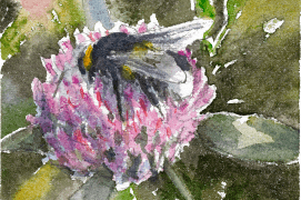 Le bourdon aime butiner, par exemple: le trèfle / © Benoît Perrotin