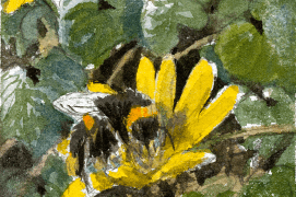 Le bourdon aime butiner, par exemple: les renoncules comme la ficher / © Benoît Perrotin