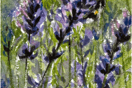 Le bourdon aime butiner, par exemple: la lavande / © Benoît Perrotin