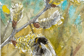 Le bourdon aime butiner, par exemple: les chatons de saule / © Benoît Perrotin