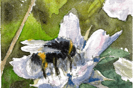 Le bourdon aime butiner, par exemple: les géraniums / © Benoît Perrotin