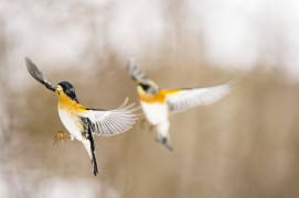 Pinsons du Nord / © Benoît Renevey