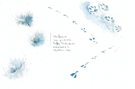 « Poils blancs de mue printanière (lièvre variable). Touffes très duveteuses accrochées à la végétation rase. » Les traces du lièvre dans la neige forment des "Y" typiques. / © Laurent Willenegger