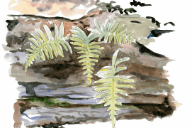 Polypode / © Olivier Loir