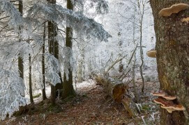 Polypores sur le tronc d'un épicéa / © Benoît Renevey