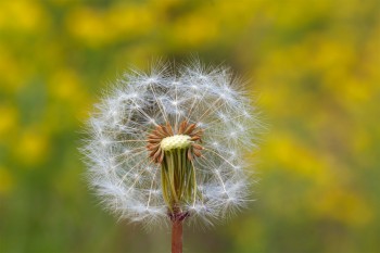 Pour beaucoup, un champ fleuri de pissenlits, c'est la nature. Le spécialiste sait pourtant que l'abondance de cette plante indique une prairie grasse ou artificialisée par les pratiques agricoles.  / © Alessandro Staehli