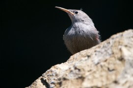 Premiers vols des jeunes tichodromes, à fleur de roche. / © Christophe Sidamon-Pesson