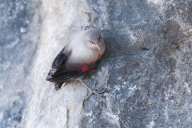 Premiers vols des jeunes tichodromes, à fleur de roche. / © Christophe Sidamon-Pesson