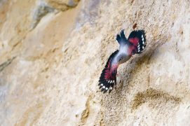 Premiers vols des jeunes tichodromes, à fleur de roche. / © Christophe Sidamon-Pesson