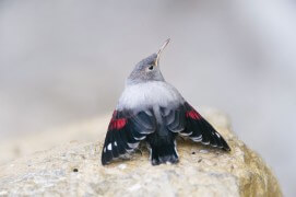 Premiers vols des jeunes tichodromes, à fleur de roche. / © Christophe Sidamon-Pesson