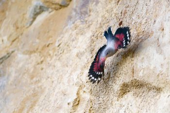 Premiers vols des jeunes tichodromes, à fleur de roche. Premiers vols des jeunes tichodromes, à fleur de roche.
