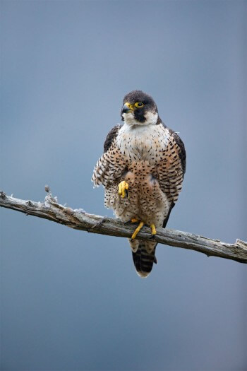 Presque disparu dans les années 1970, le faucon pèlerin a recolonisé la plupart des falaises disponibles. Il s'installe même  en ville. / © Alessandro Staehli