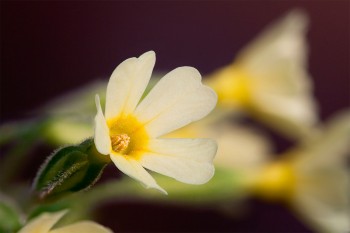 Primevère élevée: longues étamines visibles