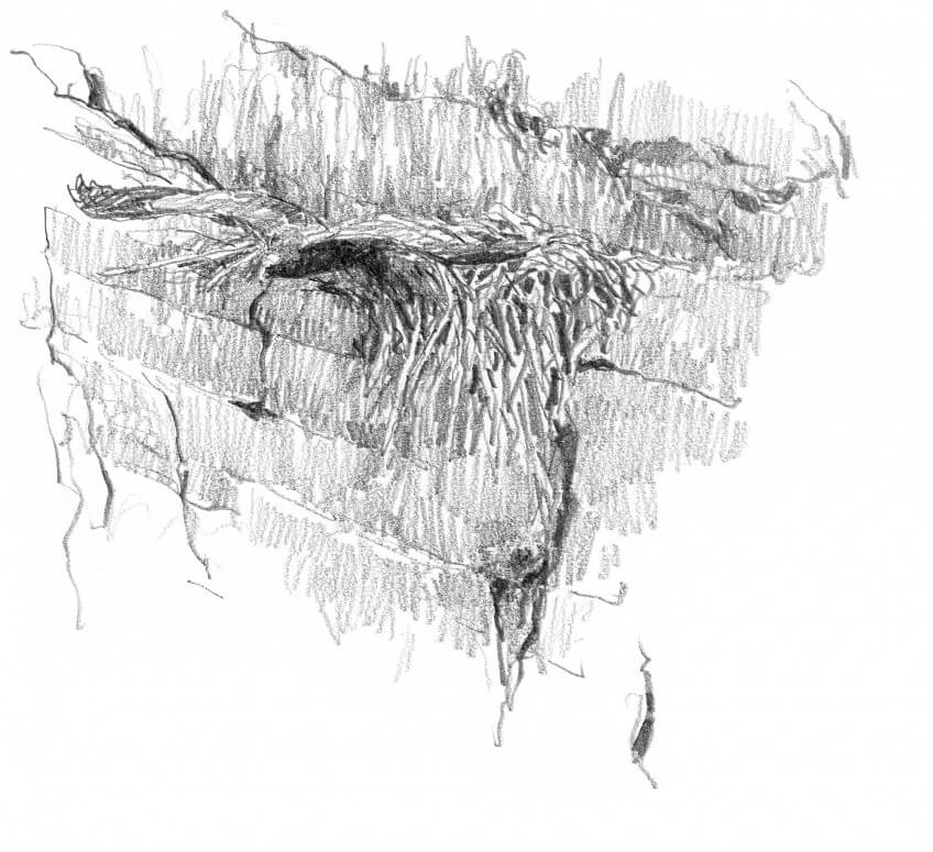 L'envol de l'aigle héritier