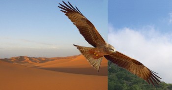 Quand les milans noirs traversent le Sahara, ils attendent en lisière du désert des vents favorables. Ceux-ci leur 
permettront de parcourir jusqu'à 500 km par jour.