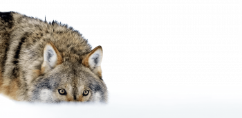 Quelle place voulons-nous donner au loup ?