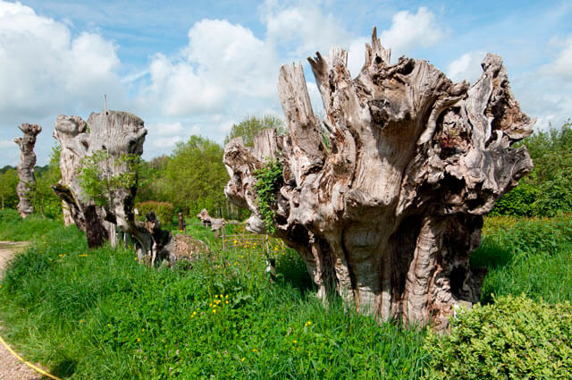 Quelques belles trognes parcourent le sentier Parmi les trognes du bocage de Sargé-sur-Braye