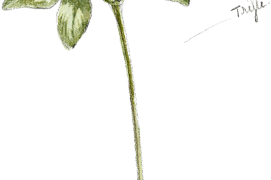 Quelques dessins sur l'environnement du grillon: un trèfle / © Benoît Perrotin