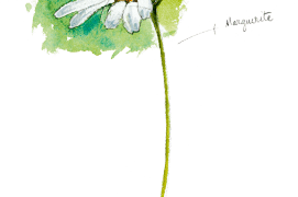 Quelques dessins sur l'environnement du grillon: une marguerite / © Benoît Perrotin