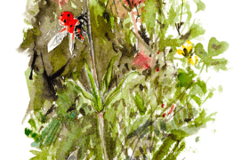 Quelques dessins sur l'environnement immédiat du grillon… / © Benoît Perrotin