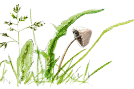 Quelques dessins sur l'environnement immédiat du grillon… / © Benoît Perrotin