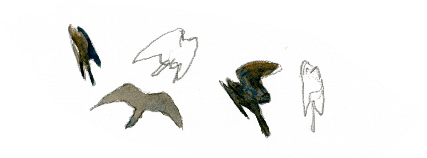 Quelques silhouettes d'aigles en vol Pas de couronne pour l'aigle héritier