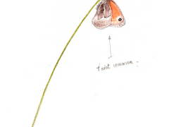 Quelques voisins du grillon: le fadet commun / © Benoît Perrotin