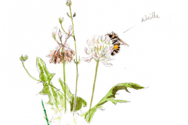 Quelques voisins du grillon: les abeilles / © Benoît Perrotin