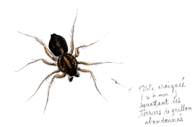 Quelques voisins du grillon: les araignées / © Benoît Perrotin