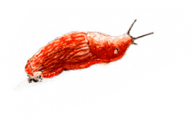 Quelques voisins du grillon: les limaces / © Benoît Perrotin