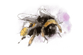 Reine de bombus terrestris sur une glycine. / © Benoît Perrotin