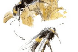 « Reine en train de pondre. Son abdomen est long et moins velu. » / © Benoît Perrotin