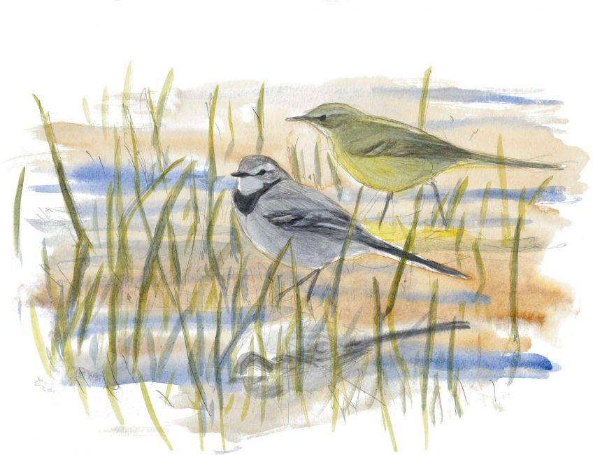 « Rencontre au bord de l'eau entre une bergeronnette grise et sa cousine printanière ! »