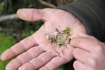 Restes de proies de la loutre dénichés sous la mousse. / © Jean-Philippe Paul