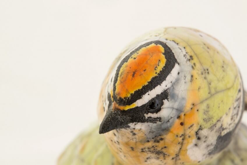 Roitelet triple-bandeau