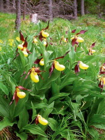Sabots de Vénus Escapade le long de la Kander dans le Gasterntal