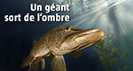 La Salamandre n°232 : Un géant sort de l'ombre