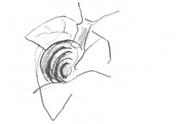 Escargot sur une feuille de lierre / © Olivier Loir
