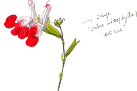 « Sauge (Salvia microphylla) "Hot lips" » / © Benoît Perrotin