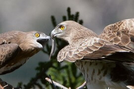 Scène de nourrissage chez cette famille de circaètes Jean-le-Blanc / © Lionel Maumary