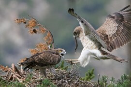 Scène de nourrissage chez cette famille de circaètes Jean-le-Blanc / © Lionel Maumary