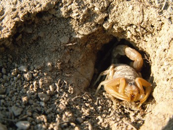 Scorpion languedocien